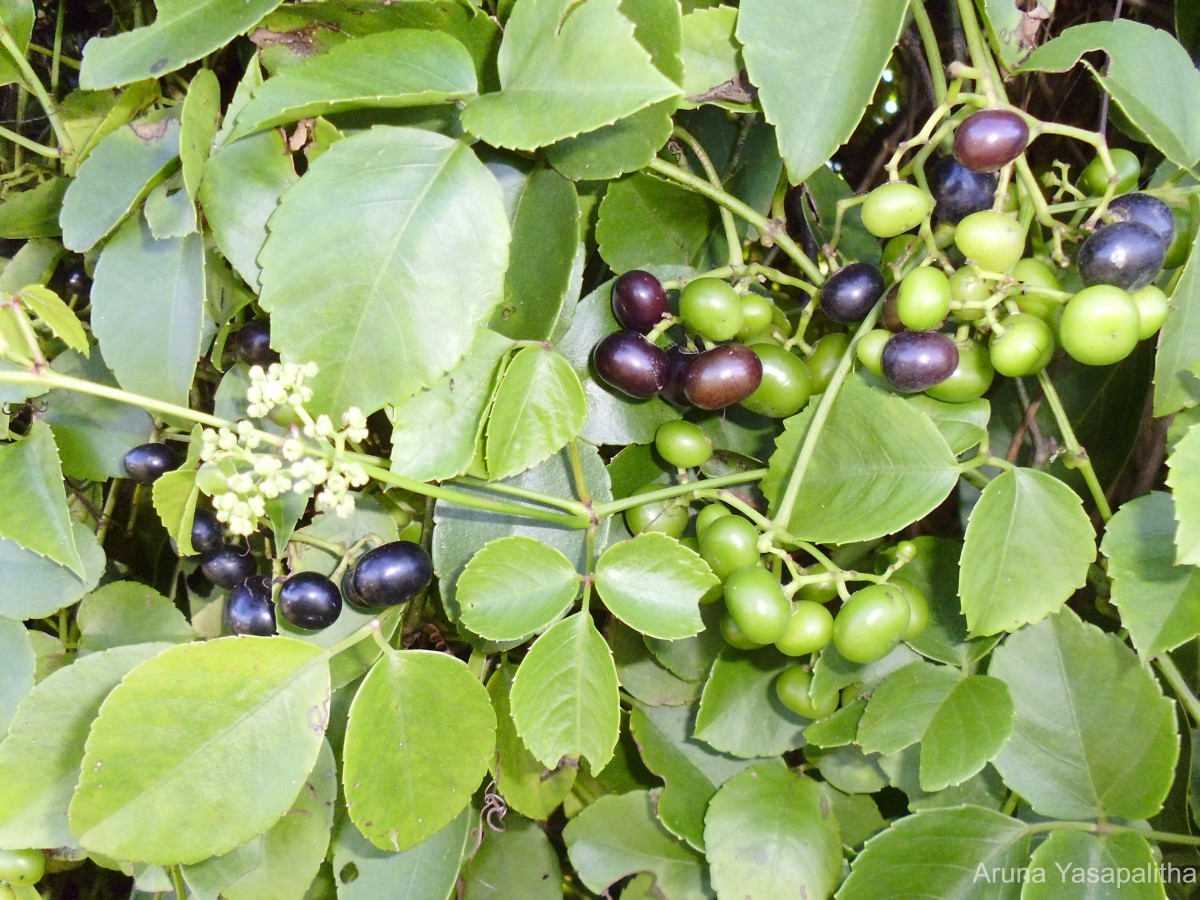 Causonis trifolia (L.) Mabb. & J.Wen